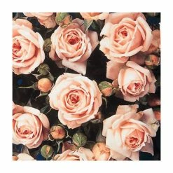 Top 10 🧨 'Special Friend' Patio Rose - 5.5L Pot ✨