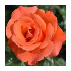 Best deal 👏 Alexander' Bush Rose - 4L Pot 🤩