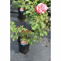 Coupon 🔔 Double Delight' Bush Rose - 4L Pot 🤩 -Ornamental Shrubs Sales PL11035 add image 1 a6a1