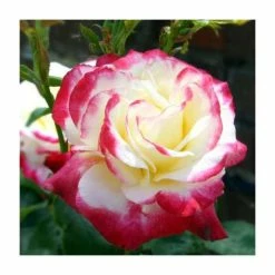 Coupon 🔔 Double Delight' Bush Rose - 4L Pot 🤩