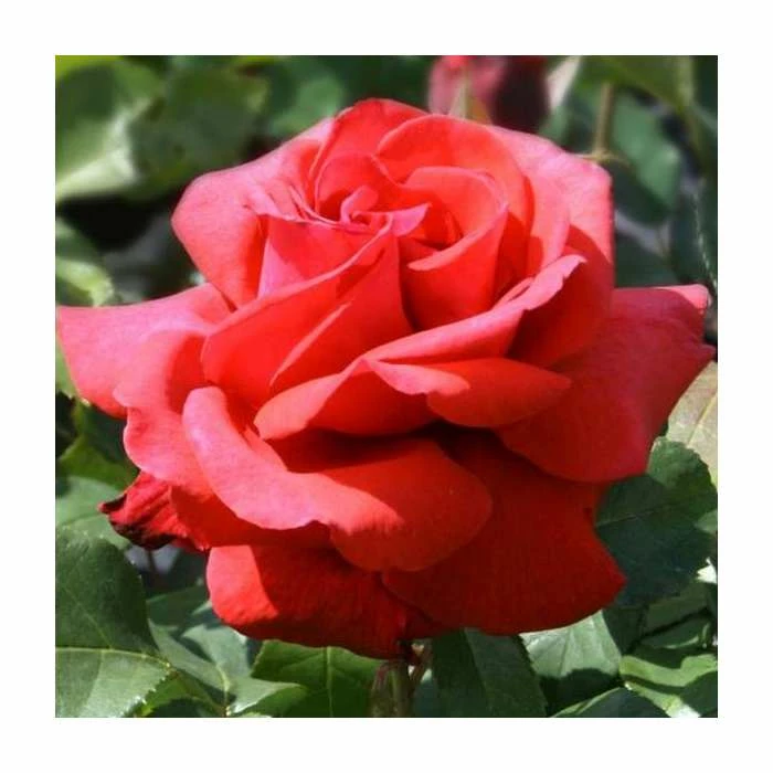 Wholesale π 'Fragrant Cloud' Bush Rose - 4L Pot 𧨠1 Wholesale π 'Fragrant Cloud' Bush Rose - 4L Pot π§¨