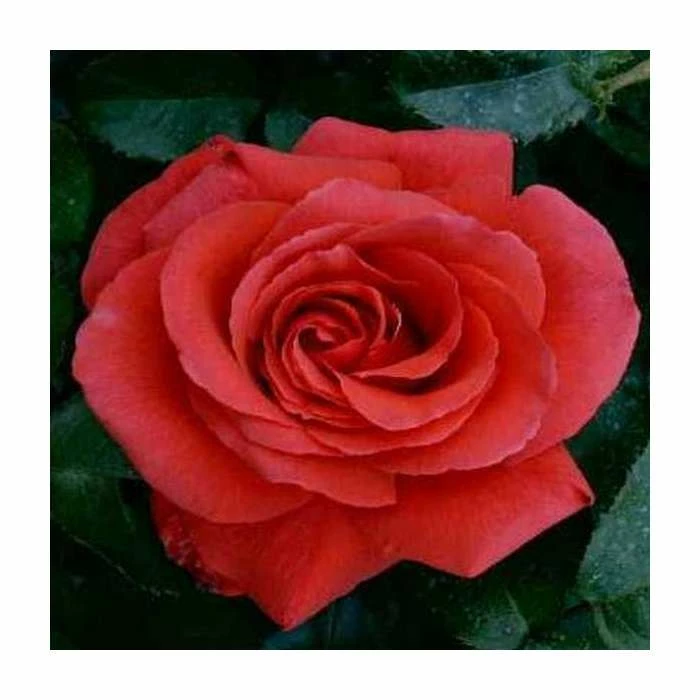 Wholesale π 'Fragrant Cloud' Bush Rose - 4L Pot 𧨠2 Wholesale π 'Fragrant Cloud' Bush Rose - 4L Pot 𧨠- Image 2