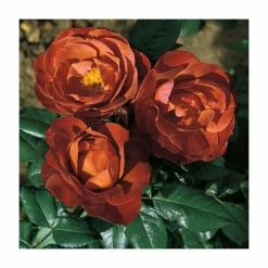 Flash Sale π 'Hot Chocolate' Bush Rose - 4L Pot π 7 Flash Sale π 'Hot Chocolate' Bush Rose - 4L Pot π -Ornamental Shrubs Sales PL11038 add image 1 519e