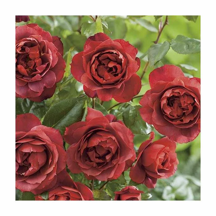 Flash Sale π 'Hot Chocolate' Bush Rose - 4L Pot π 4 Flash Sale π 'Hot Chocolate' Bush Rose - 4L Pot π - Image 4
