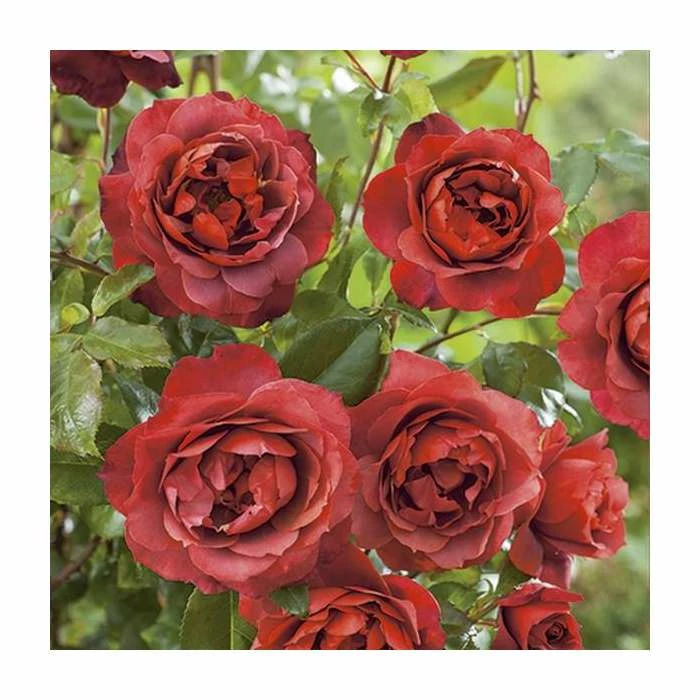 Flash Sale π 'Hot Chocolate' Bush Rose - 4L Pot π 5 Flash Sale π 'Hot Chocolate' Bush Rose - 4L Pot π - Image 5
