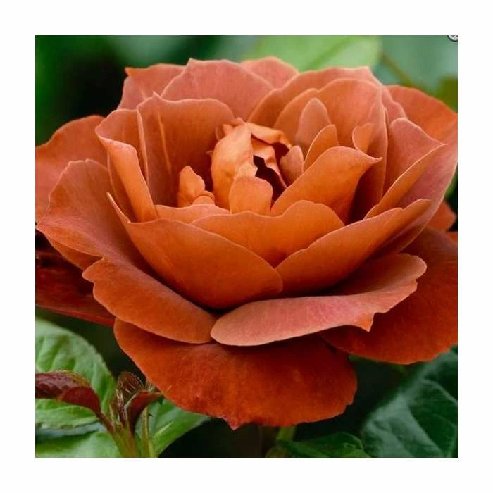 Flash Sale π 'Hot Chocolate' Bush Rose - 4L Pot π 1 Flash Sale π 'Hot Chocolate' Bush Rose - 4L Pot π