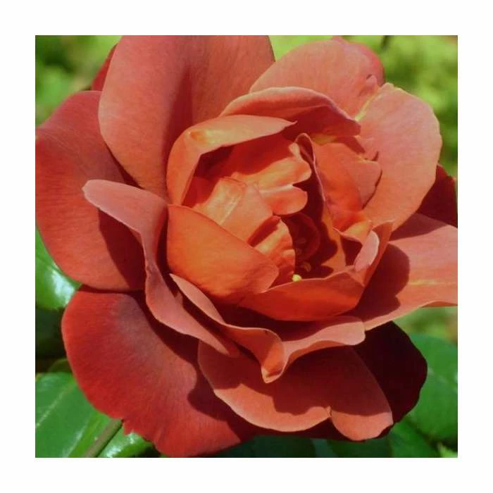 Flash Sale π 'Hot Chocolate' Bush Rose - 4L Pot π 2 Flash Sale π 'Hot Chocolate' Bush Rose - 4L Pot π - Image 2
