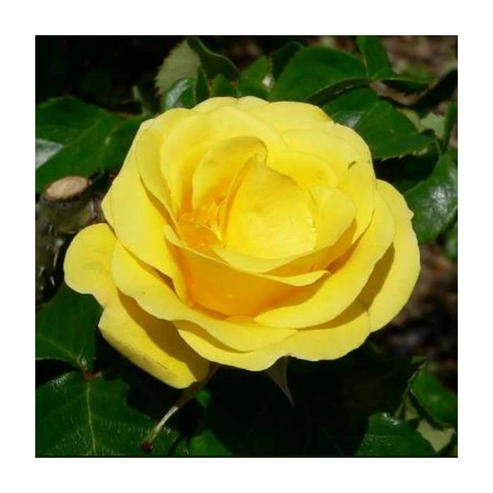Best Pirce π Freedom' Bush Rose - 4L Pot π― 1 Best Pirce π Freedom' Bush Rose - 4L Pot π―