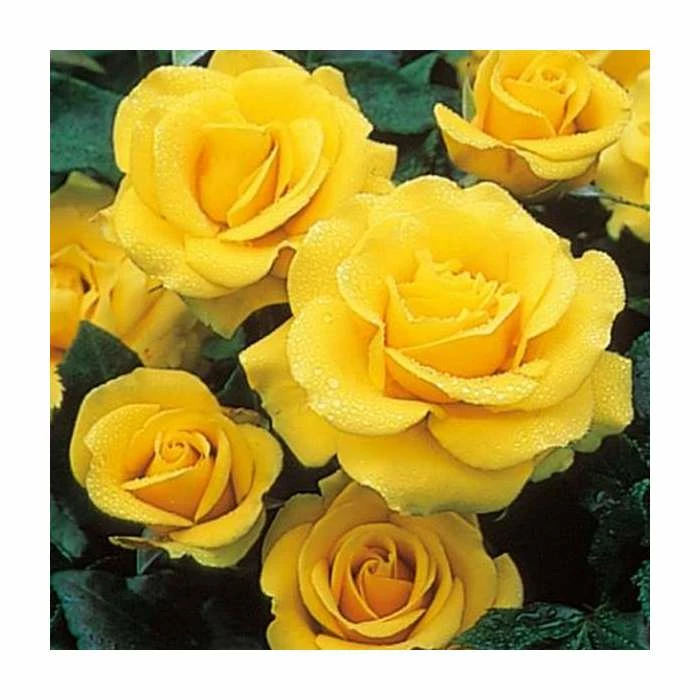 Best Pirce π Freedom' Bush Rose - 4L Pot π― 2 Best Pirce π Freedom' Bush Rose - 4L Pot π― - Image 2