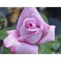 Discount ✔️ 'Twice In A Blue Moon' Bush Rose - 4L Pot 😍 -Ornamental Shrubs Sales PL11040 add image 1 1de6
