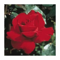 Buy 🔥 Ingrid Bergman' Bush Rose - 4L Pot ❤️