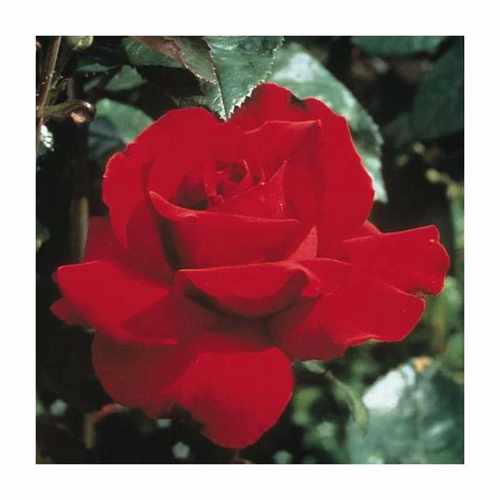 Buy ๐ฅ Ingrid Bergman' Bush Rose - 4L Pot โค๏ธ 1 Buy ๐ฅ Ingrid Bergman' Bush Rose - 4L Pot โค๏ธ