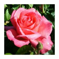 Best Sale 🥰 Lovely Lady' Bush Rose - 4L Pot 🎁