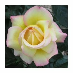 Cheapest 😍 Peace' Bush Rose - 4L Pot 🔥 -Ornamental Shrubs Sales PL11046 add image 1 9c72