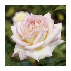 Cheapest ๐ Peace' Bush Rose - 4L Pot ๐ฅ