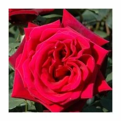 Discount ✨ 'Royal William' Bush Rose - 4L Pot 💯