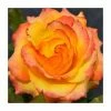 Buy 🎁 Tequila Sunrise' Bush Rose - 4L Pot 🧨