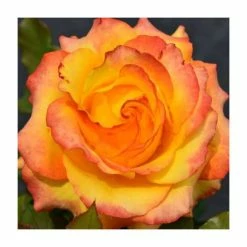 Buy 🎁 Tequila Sunrise' Bush Rose - 4L Pot 🧨