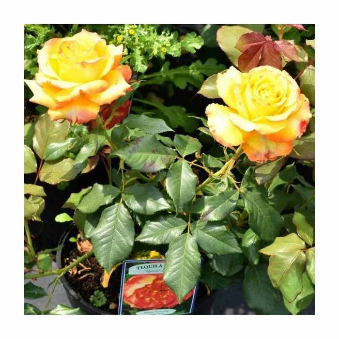 Buy ๐ Tequila Sunrise' Bush Rose - 4L Pot ๐งจ 2 Buy ๐ Tequila Sunrise' Bush Rose - 4L Pot ๐งจ - Image 2