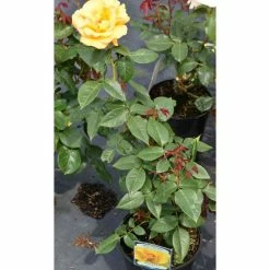 Wholesale 🧨 Keep Smiling' Bush Rose - 4L Pot 👏 -Ornamental Shrubs Sales PL11061 add image 1 431d