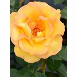 Wholesale 🧨 Keep Smiling' Bush Rose - 4L Pot 👏 -Ornamental Shrubs Sales PL11061 add image 2 b38a