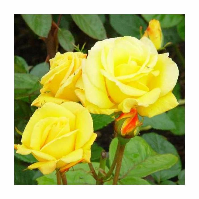 Top 10 β Arthur Bell | Climbing Rose π 1 Top 10 β Arthur Bell | Climbing Rose π