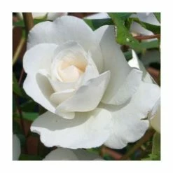 Outlet ⌛ 'Iceberg' Bush Rose - 4L Pot 💯 -Ornamental Shrubs Sales PL11071 add image 2 4abe