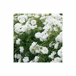 Outlet ⌛ 'Iceberg' Bush Rose - 4L Pot 💯 -Ornamental Shrubs Sales PL11071 add image 3 574c