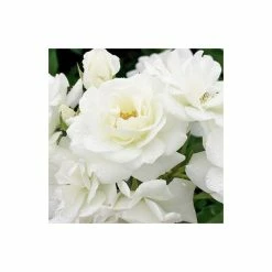 Outlet ⌛ 'Iceberg' Bush Rose - 4L Pot 💯 -Ornamental Shrubs Sales PL11071 add image 4 0e9b