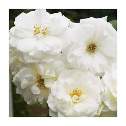Outlet ⌛ 'Iceberg' Bush Rose - 4L Pot 💯 -Ornamental Shrubs Sales PL11071 add image 5 69e0