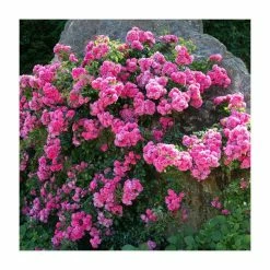 Outlet ๐ 'Flower Carpet Pink' Ground Cover Rose - 4L Pot ๐