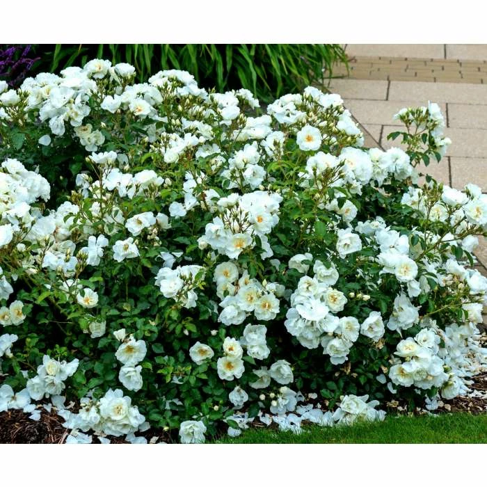 Budget π₯° 'Flower Carpet White' Ground Cover Rose - 4L Pot π 2 Budget π₯° 'Flower Carpet White' Ground Cover Rose - 4L Pot π - Image 2