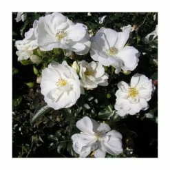 Budget 🥰 'Flower Carpet White' Ground Cover Rose - 4L Pot 😀