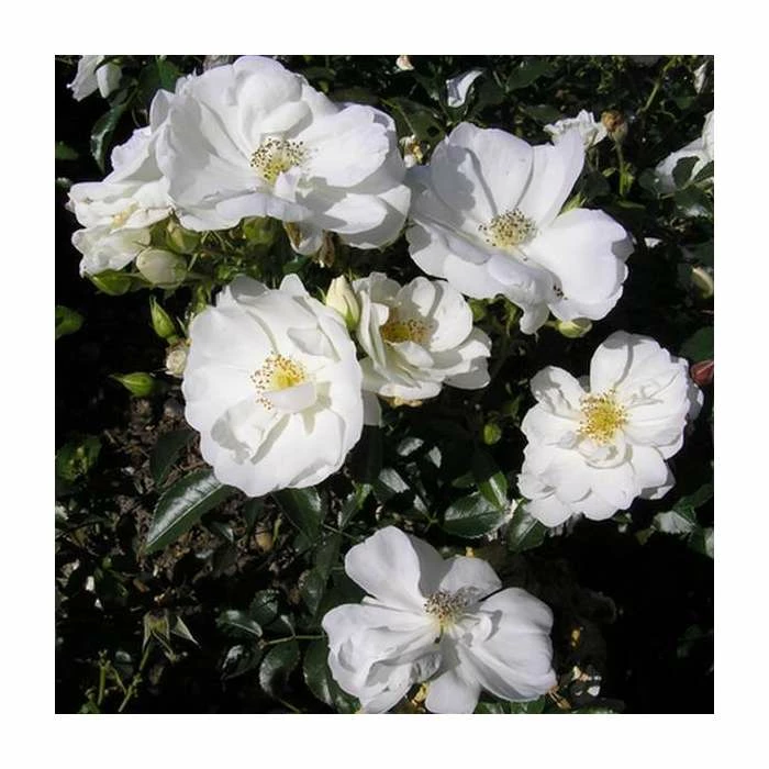 Budget π₯° 'Flower Carpet White' Ground Cover Rose - 4L Pot π 1 Budget π₯° 'Flower Carpet White' Ground Cover Rose - 4L Pot π