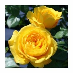 Best deal ๐ Golden Trust' Patio Rose - 4L Pot ๐
