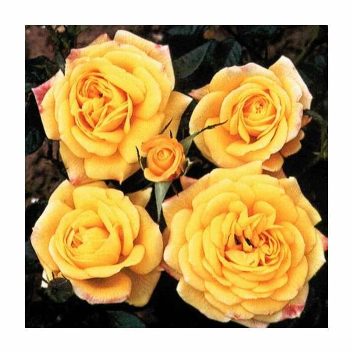 Best deal ๐ Golden Trust' Patio Rose - 4L Pot ๐ 2 Best deal ๐ Golden Trust' Patio Rose - 4L Pot ๐ - Image 2