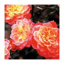 Promo 🔥 Mandarin' Bush Rose - 4L Pot 🔔