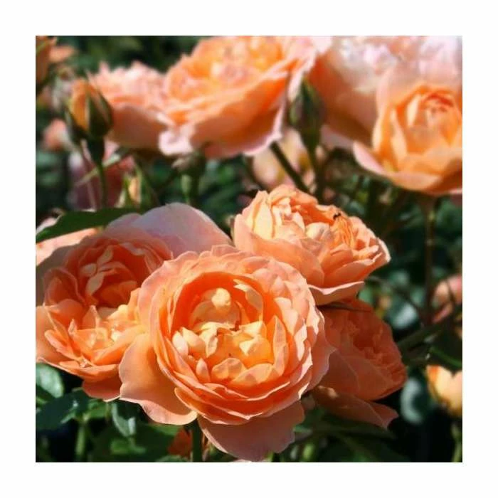 Buy ๐ Sweet Dreams' Patio Rose - 4L Pot ๐ 1 Buy ๐ Sweet Dreams' Patio Rose - 4L Pot ๐