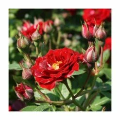 Wholesale ✨ Peter Pan' Bush Rose - 4L Pot 🎉 -Ornamental Shrubs Sales PL11128 add image 1 a7a3