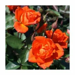 Cheap 🛒 Wildfire' Patio Rose - 4L Pot 👍
