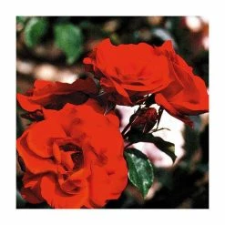 Best Sale 🔥 Dublin Bay' Climber Rose - 5.5L Pot 🛒