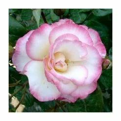 Best reviews of ✨ Handel' Climber Rose - 5.5L Pot 🛒