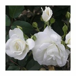 Best deal 💯 Climbing Iceberg' Climber Rose - 5.5L Pot 🤩