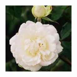 Best Sale 🔥 Madame Alfred Carriere' Climber Rose - 5.5L Pot 👍 -Ornamental Shrubs Sales PL11149 add image 1 7ad2