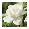 Best Sale 🔥 Madame Alfred Carriere' Climber Rose - 5.5L Pot 👍