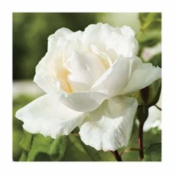Best Sale 🔥 Madame Alfred Carriere' Climber Rose - 5.5L Pot 👍
