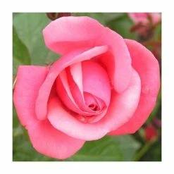 Wholesale 🤩 Pink Perpetue' Climber Rose - 5.5L Pot 😍