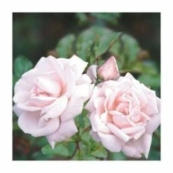 Coupon 🔥 New Dawn' Climber Rose - 5.5L Pot ✨ -Ornamental Shrubs Sales PL11154 add image 1 75eb