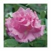 Buy 😍 Zephirine Drouhin' Climber Rose - 5.5L Pot ❤️