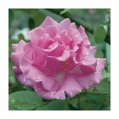 Buy 😍 Zephirine Drouhin' Climber Rose - 5.5L Pot ❤️